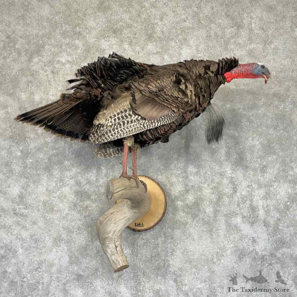 Eastern Turkey Bird Mount For Sale #31902 @ The Taxidermy Store