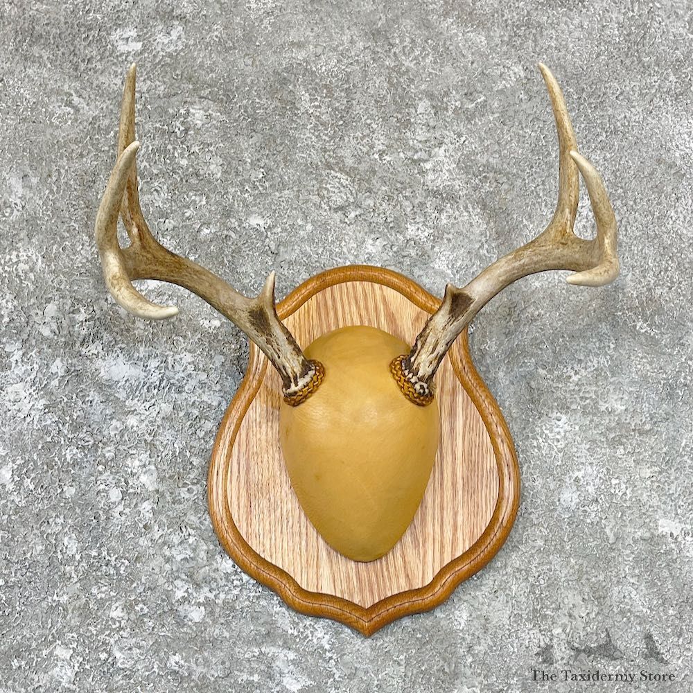 Whitetail Deer Antler Plaque Taxidermy Mount For Sale #26711 @ The Taxidermy Store