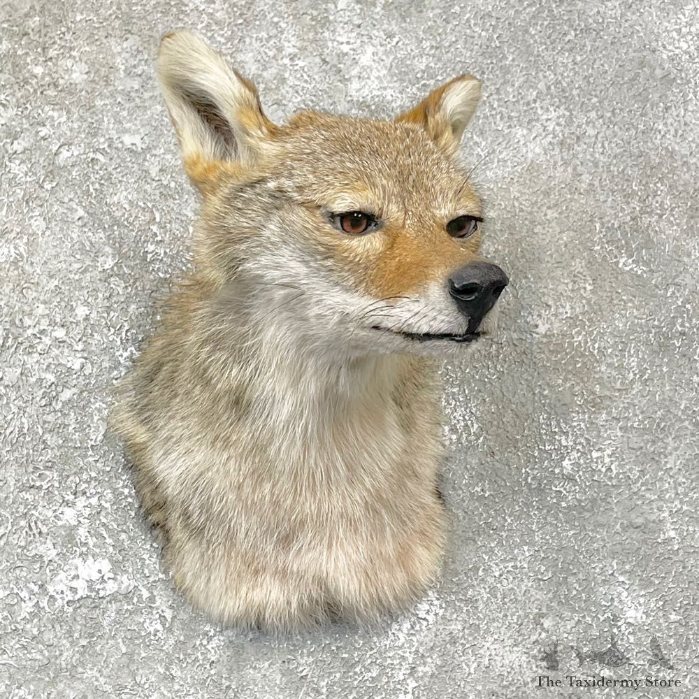 Coyote Shoulder Taxidermy Mount #24819 @ The Taxidermy Store
