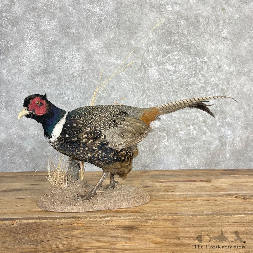 Ringneck Pheasant Bird Mount For Sale #27125 @ The Taxidermy Store