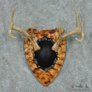 Whitetail Deer Antler Plaque Mount #13777 For Sale @ The Taxidermy Store