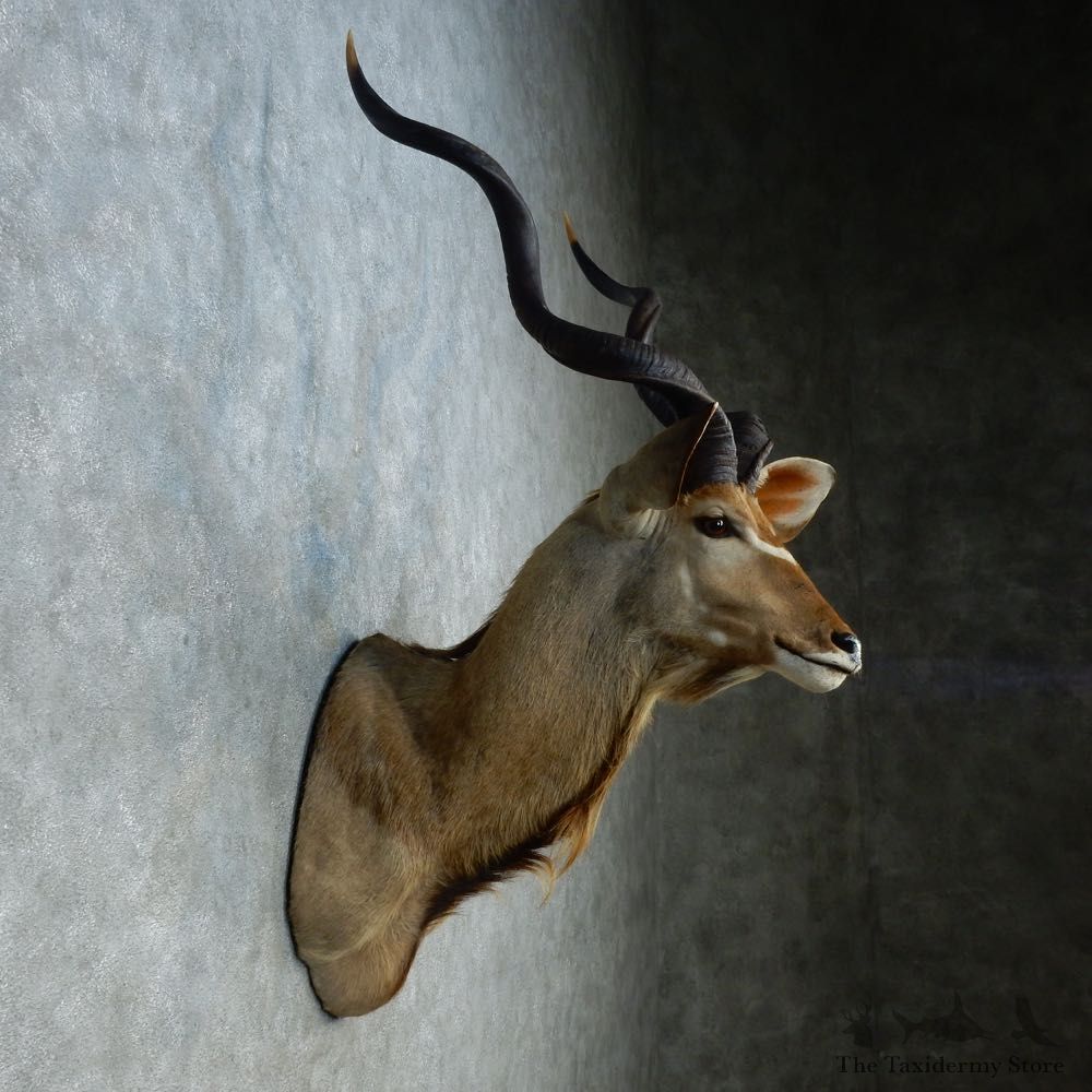 Greater Kudu Shoulder Mount For Sale #15311 @ The Taxidermy Store