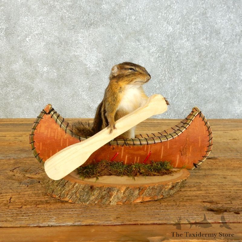 Canoe Chipmunk Novelty Mount For Sale #18489 @ The Taxidermy Store