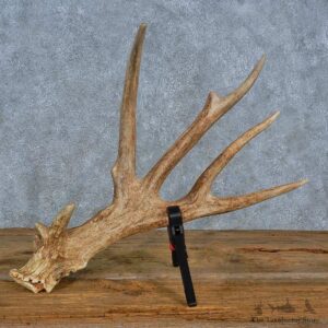 Whitetail Deer Antler Shed For Sale #15450 @ The Taxidermy Store