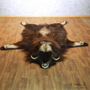 Muskox Full Size Rug For Sale #14583 @ The Taxidermy Store