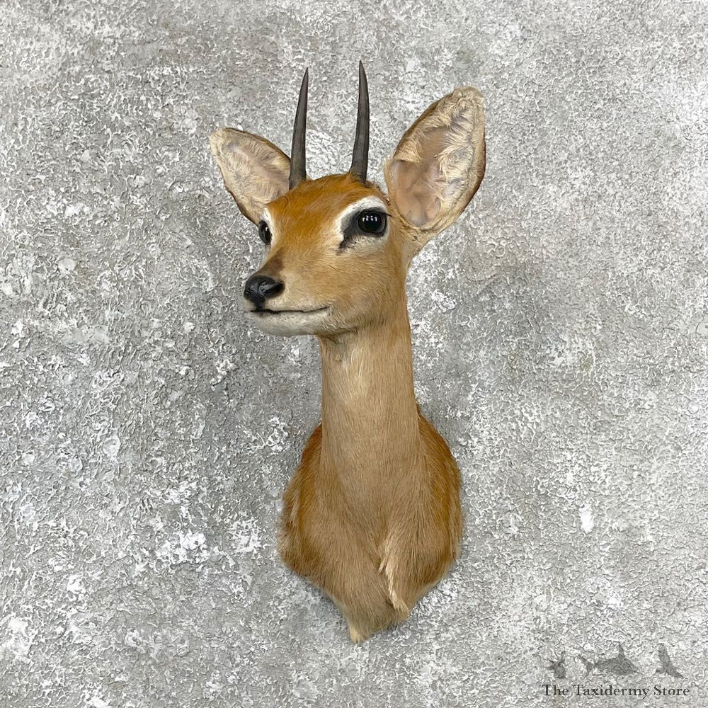 Bush Duiker Shoulder Mount For Sale #25086 @ The Taxidermy Store