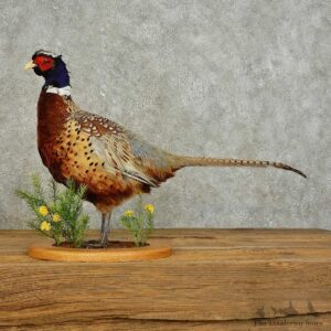 Ringneck Pheasant Bird Mount For Sale #15892 @ The Taxidermy Store