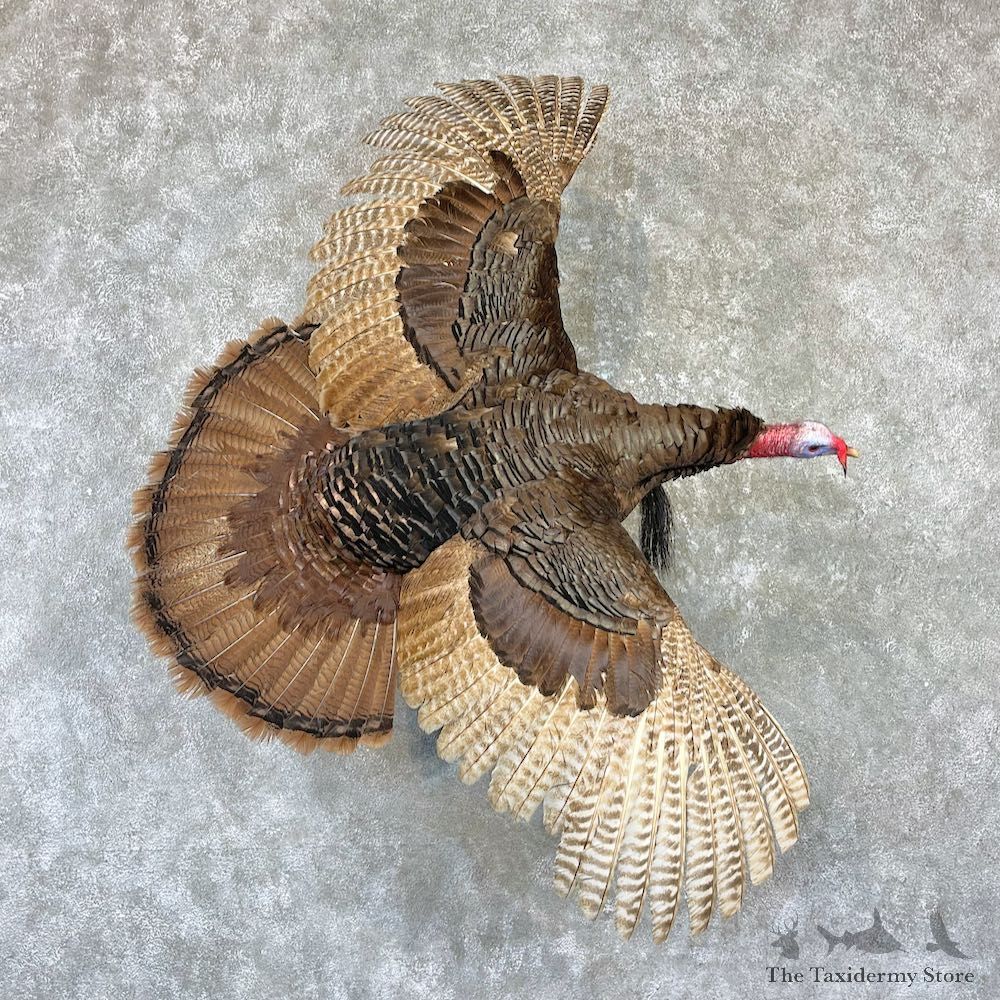 Eastern Turkey Bird Mount For Sale #26522 @ The Taxidermy Store