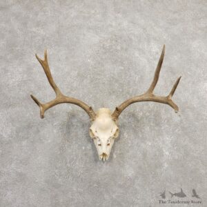 Mule Deer Skull European Mount For Sale #20370 @ The Taxidermy Store