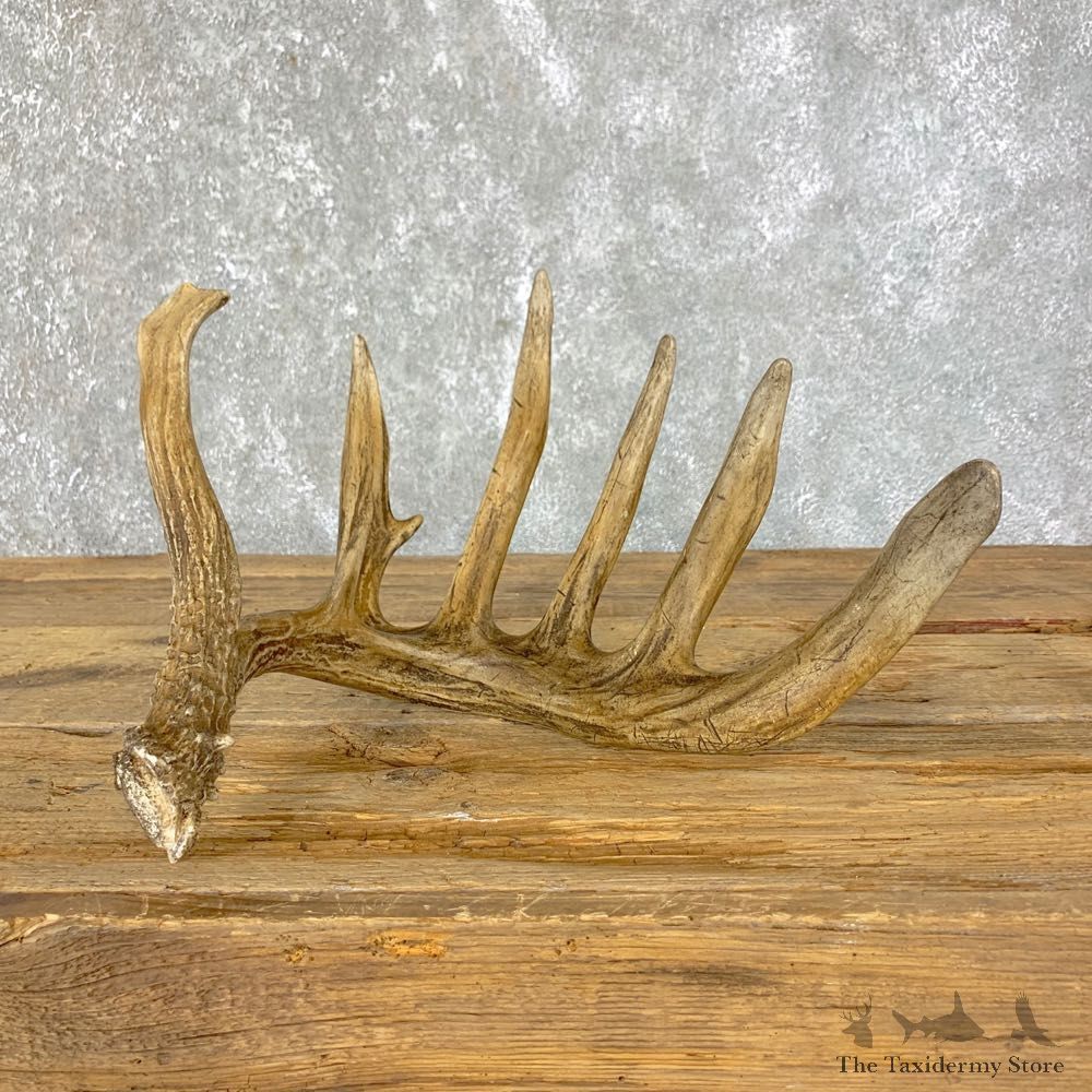 Whitetail Deer Antler Shed For Sale #23971 @ The Taxidermy Store