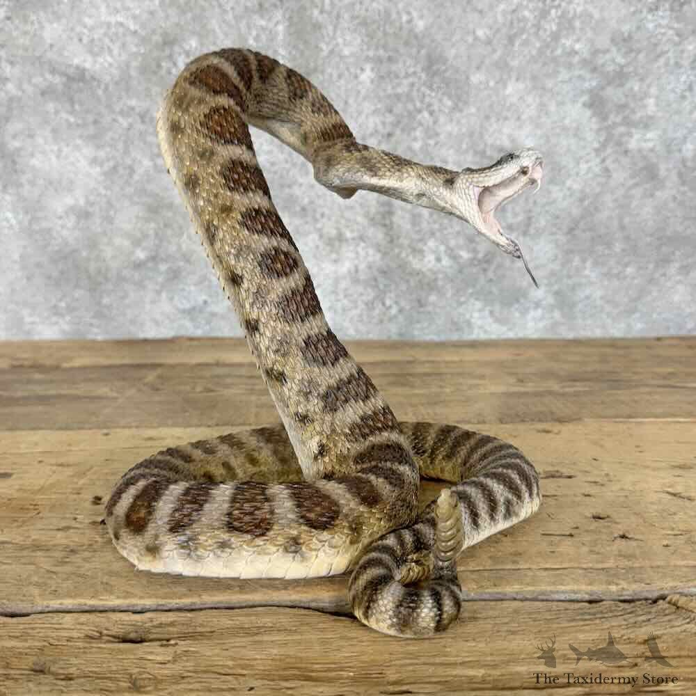 Western Diamondback Rattlesnake Mount For Sale #30312 @ The Taxidermy Store