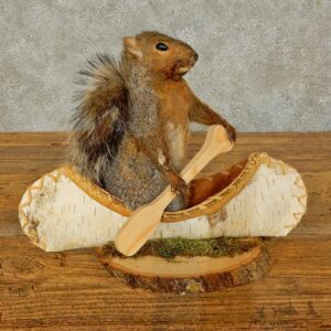 Canoe Squirrel Novelty Mount For Sale #16302 @ The Taxidermy Store