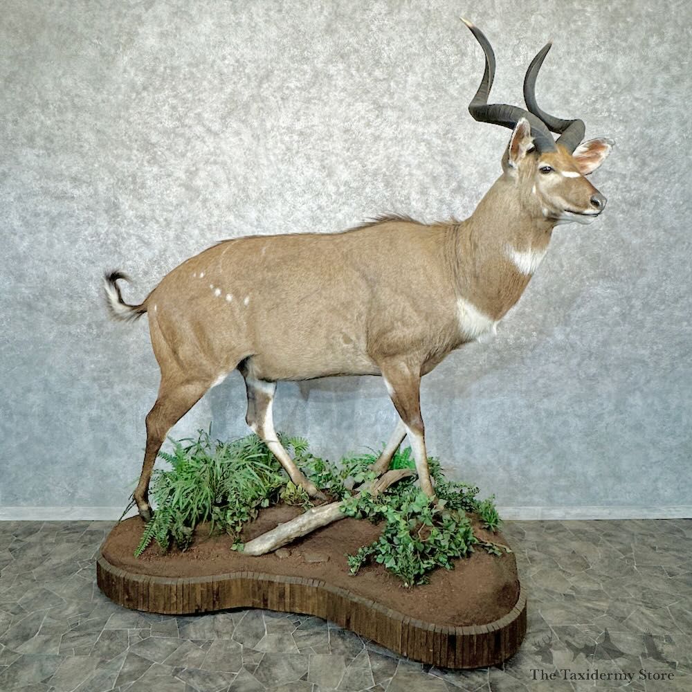 Mountain Nyala Life-Size Mount For Sale #29054 @ The Taxidermy Store