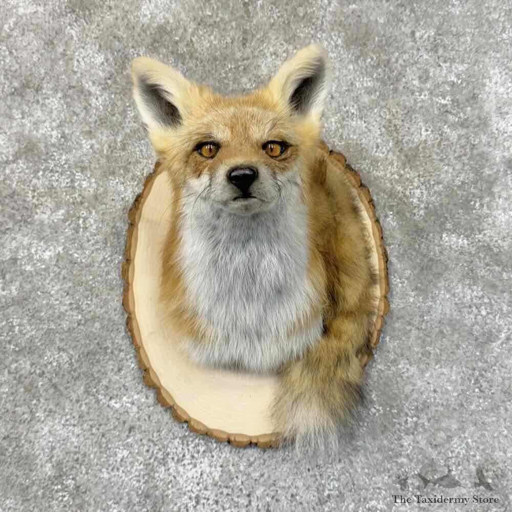Red Fox Shoulder Mount For Sale #31307 @ The Taxidermy Store
