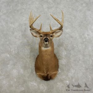 Whitetail Deer Shoulder Mount For Sale #17323 @ The Taxidermy Store