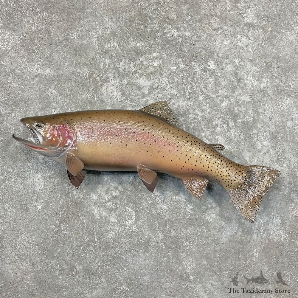 Rainbow Trout Fish Mount For Sale #27716 @ The Taxidermy Store