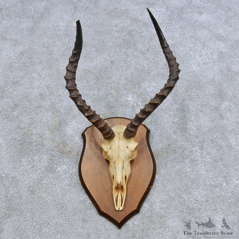 Impala Skull & Horn European Mount For Sale #14625 @ The Taxidermy Store