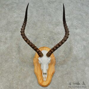 Impala Skull & Horn European Mount For Sale #16369 @ The Taxidermy Store