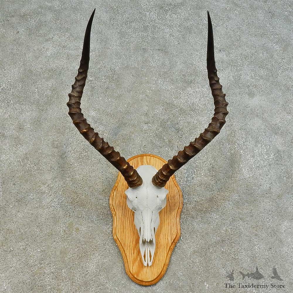 Impala Skull & Horn European Mount For Sale #16369 @ The Taxidermy Store