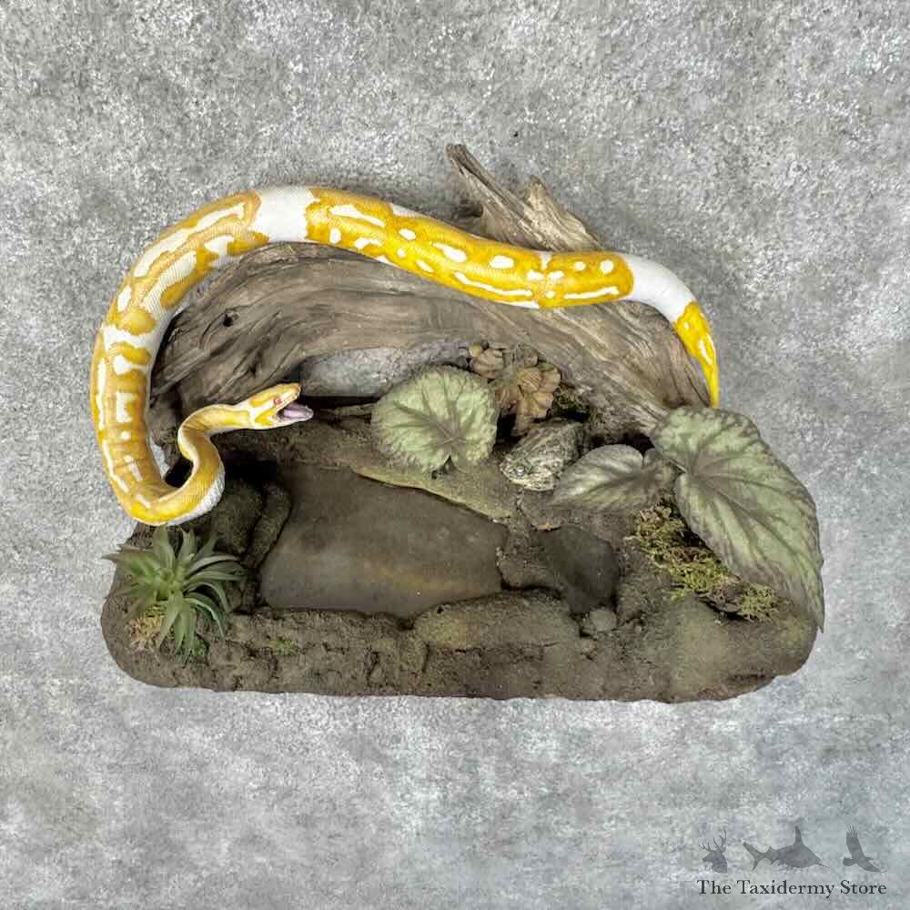 Albino Ball Python Life-Size Snake Mount For Sale #31309 @ The Taxidermy Store