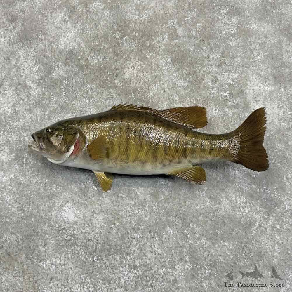 Smallmouth Bass Fish Mount For Sale #31060 @ The Taxidermy Store