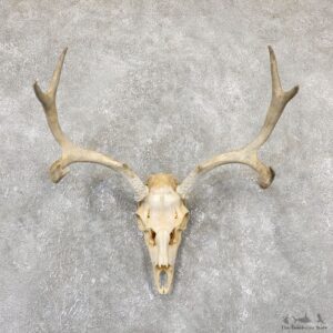 Mule Deer Taxidermy Antler Plaque Mount #19329 For Sale @ The Taxidermy Store