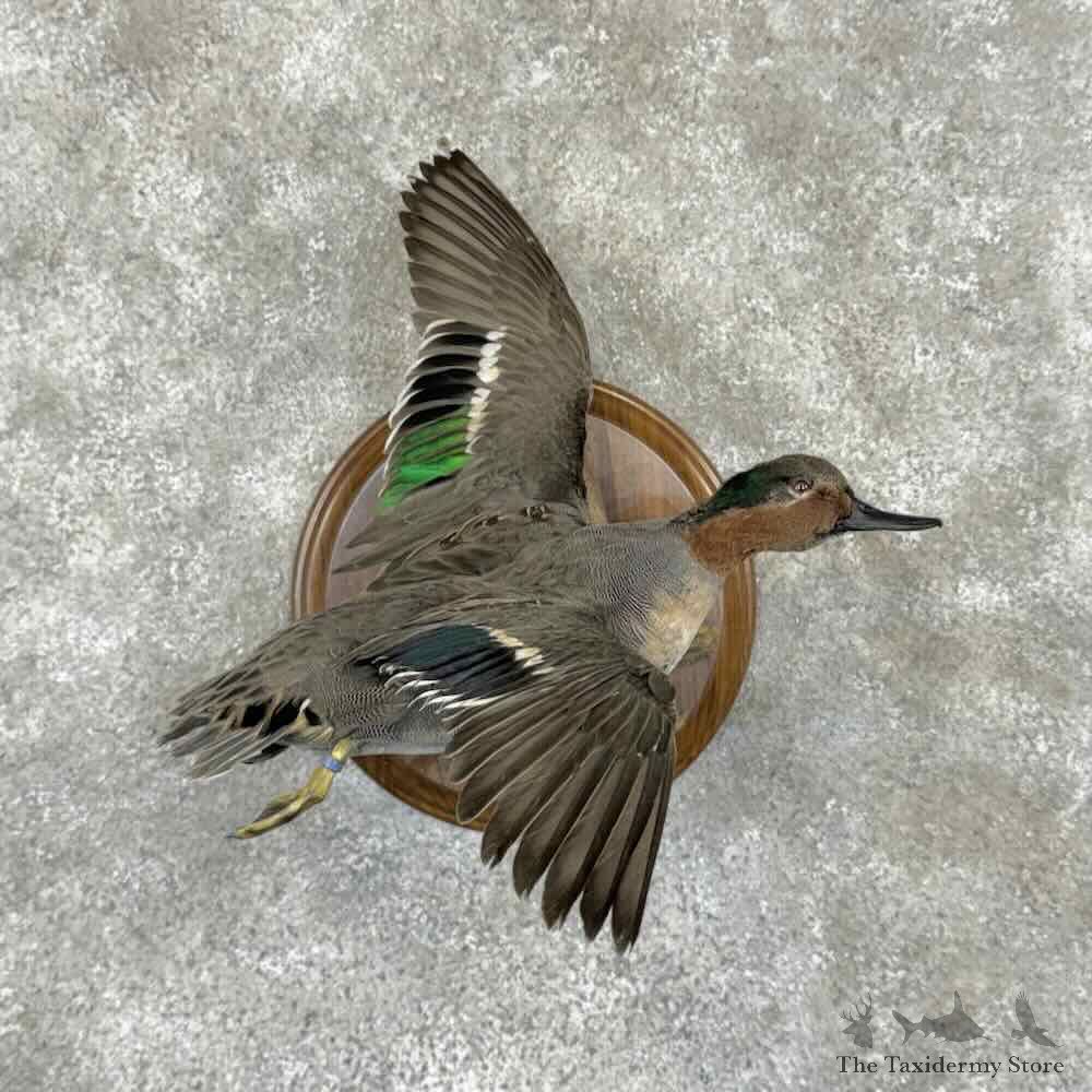Green Winged Teal Duck Mount For Sale #31523 @ The Taxidermy Store