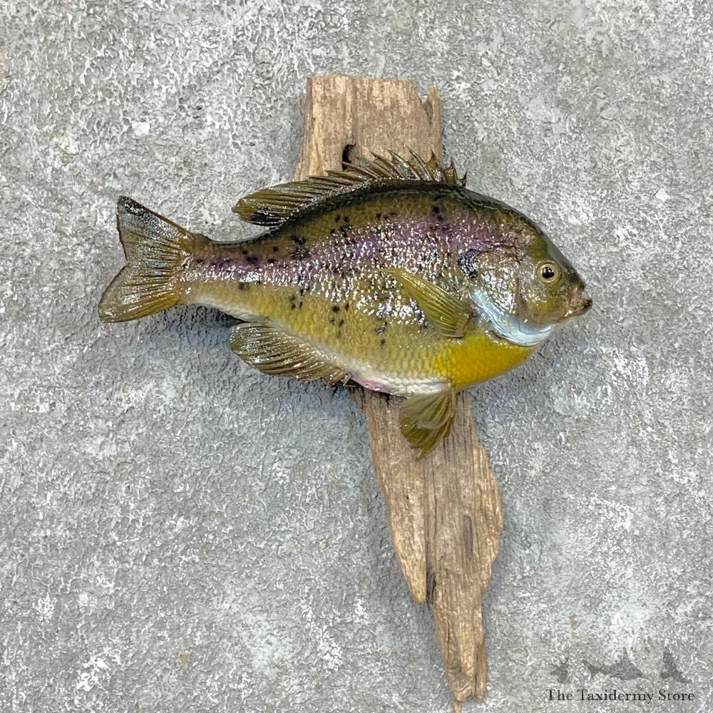 Bluegill Taxidermy Fish Mount #23647 For Sale @ The Taxidermy Store