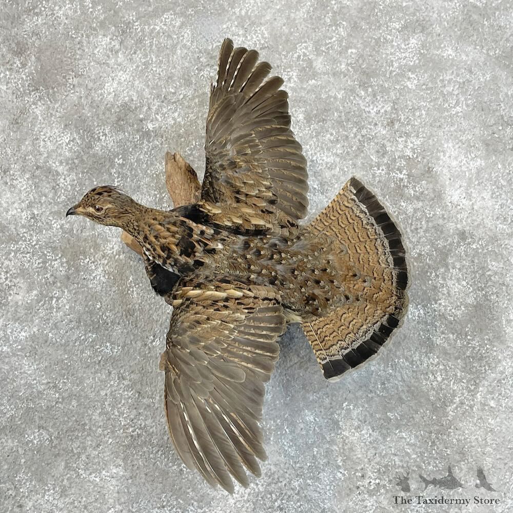 Ruffed Grouse Bird Mount For Sale #28517 @ The Taxidermy Store