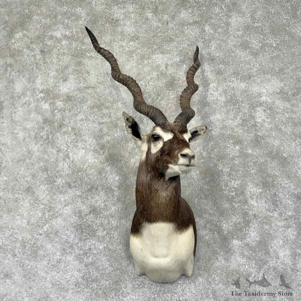 India Blackbuck Shoulder Mount For Sale #31896 @ The Taxidermy Store