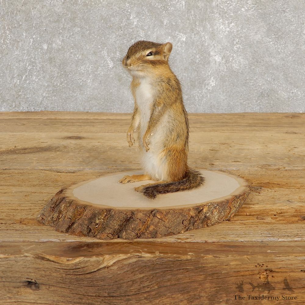 Chipmunk Life-Size Mount For Sale #20251 @ The Taxidermy Store