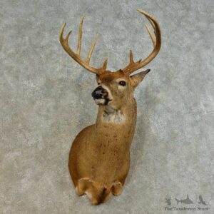 Whitetail Deer Shoulder Mount For Sale #16478 @ The Taxidermy Store
