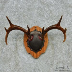 Whitetail Deer Antlers Plaque Taxidermy Mount #13111 For Sale @ The Taxidermy Store