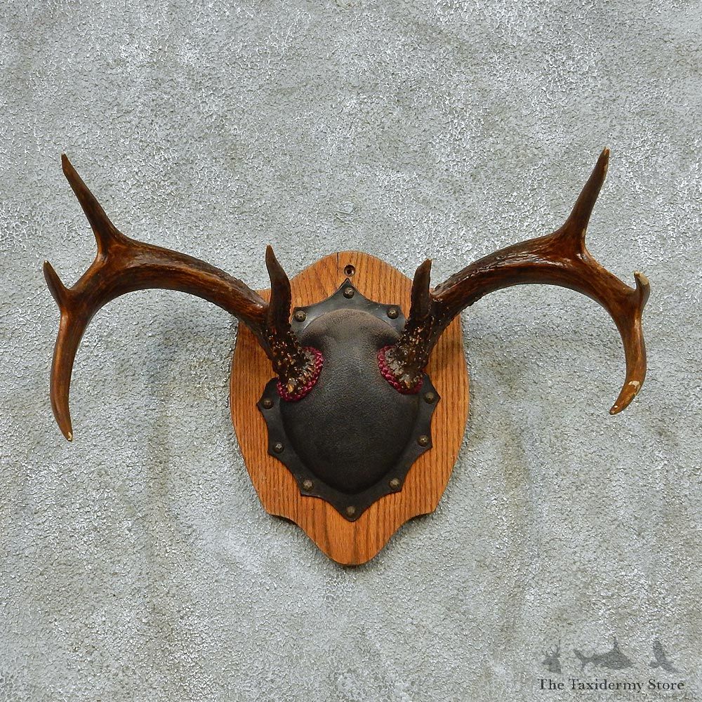 Whitetail Deer Antlers Plaque Taxidermy Mount #13111 For Sale @ The Taxidermy Store