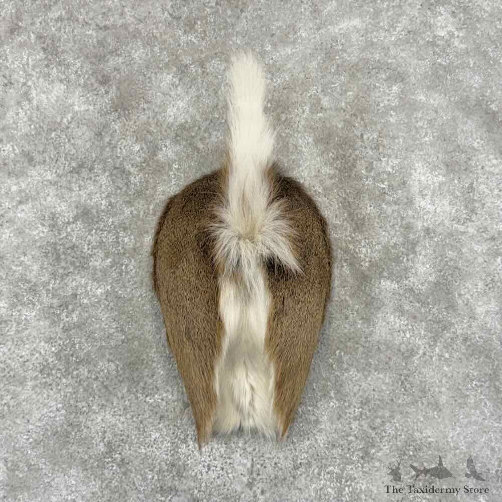 Whitetail Deer Rump Novelty Mount For Sale #32116 @ The Taxidermy Store