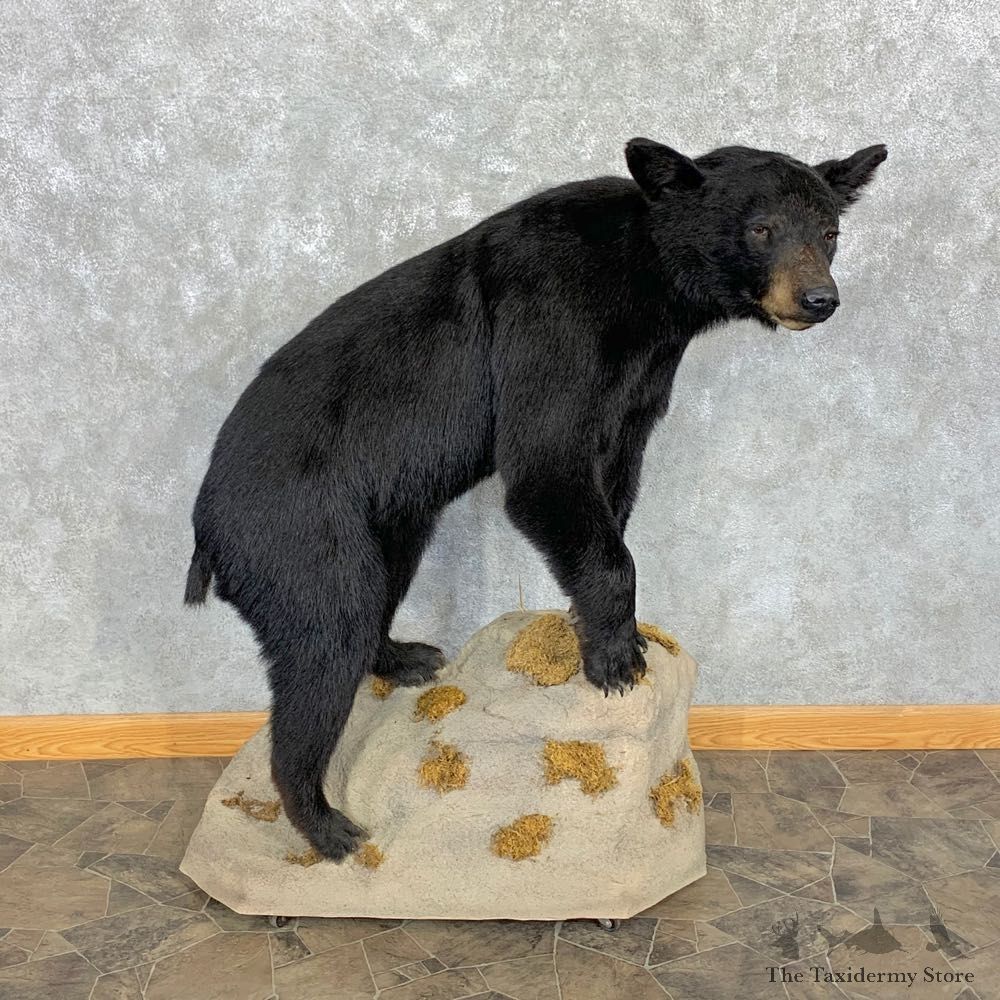 Black Bear Life-Size Mount For Sale #23154 @ The Taxidermy Store