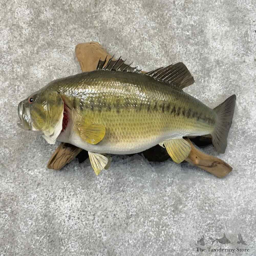 Largemouth Bass Fish Mount For Sale #31291 @ The Taxidermy Store