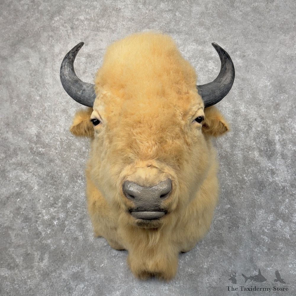 White American Bison Shoulder Mount For Sale #30090 @ The Taxidermy Store