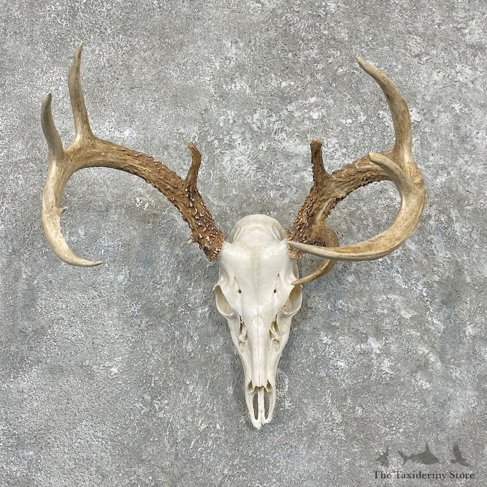 Whitetail Deer Skull European Mount For Sale #27335 @ The Taxidermy Store