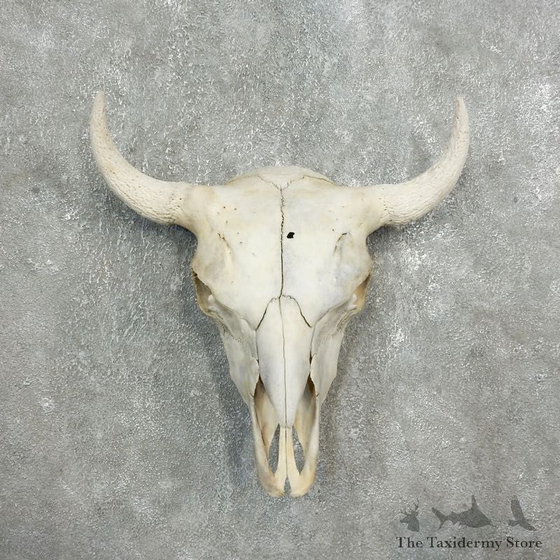 Buffalo Bison Skull Mount For Sale #17685 @ The Taxidermy Store