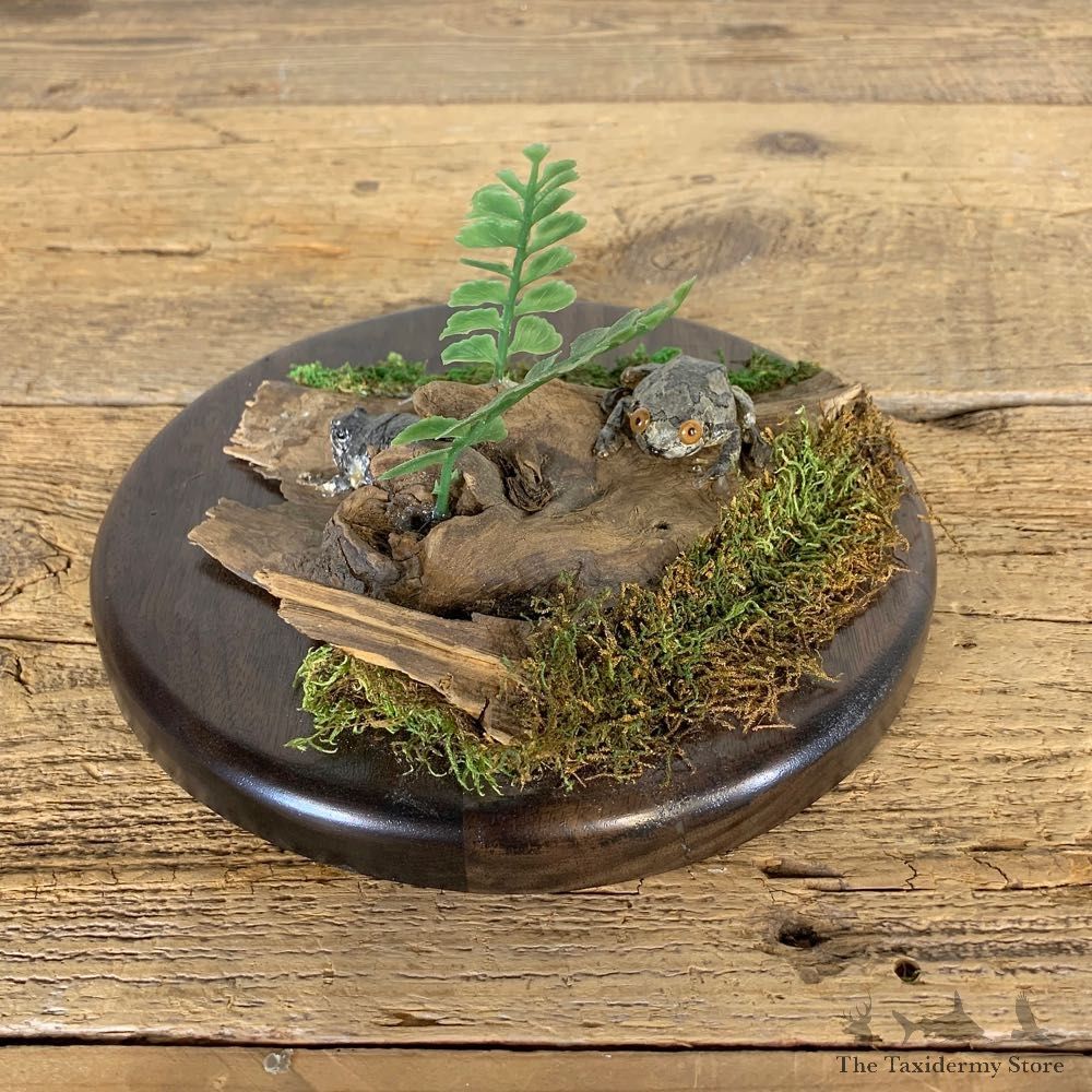 Grey Tree Frog Taxidermy Mount For Sale #21557 @ The Taxidermy Store