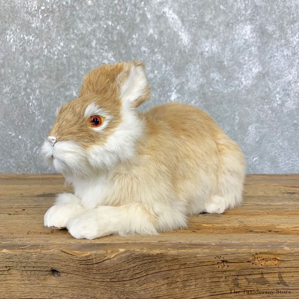 European Rabbit Life-Size Taxidermy Mount For Sale #23923 @ The Taxidermy Store