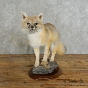 Swift Fox Life-Size Mount For Sale #17216 @ The Taxidermy Store