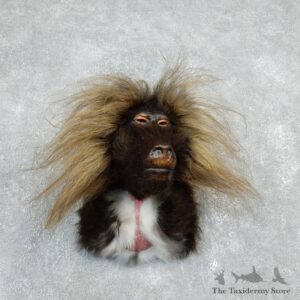 Reproduction Gelada Taxidermy Mount For Sale #18312 @ The Taxidermy Store
