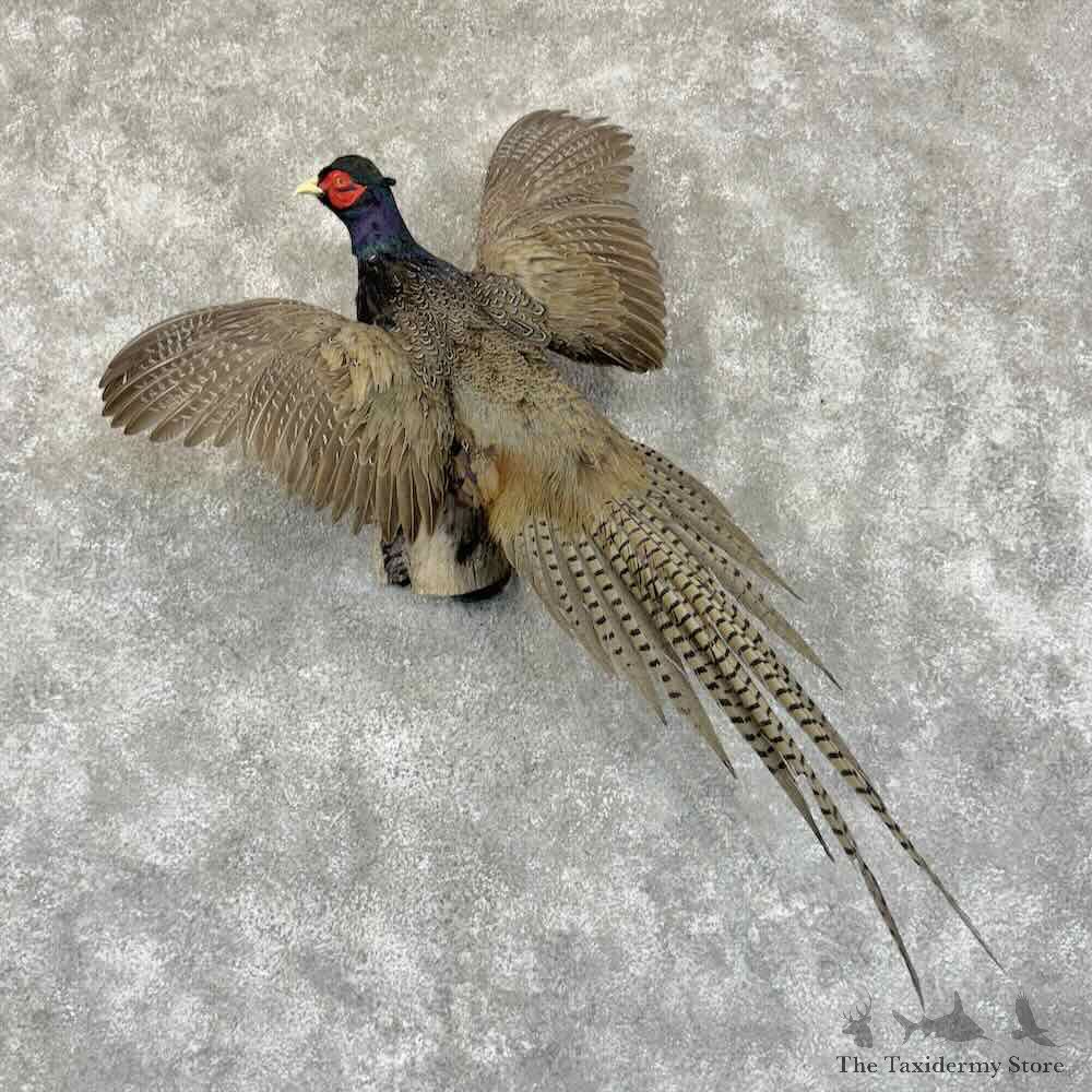 Green Pheasant Bird Mount For Sale #30930 @ The Taxidermy Store