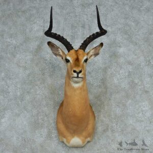 African Impala Shoulder Mount #13635 For Sale @ The Taxidermy Store