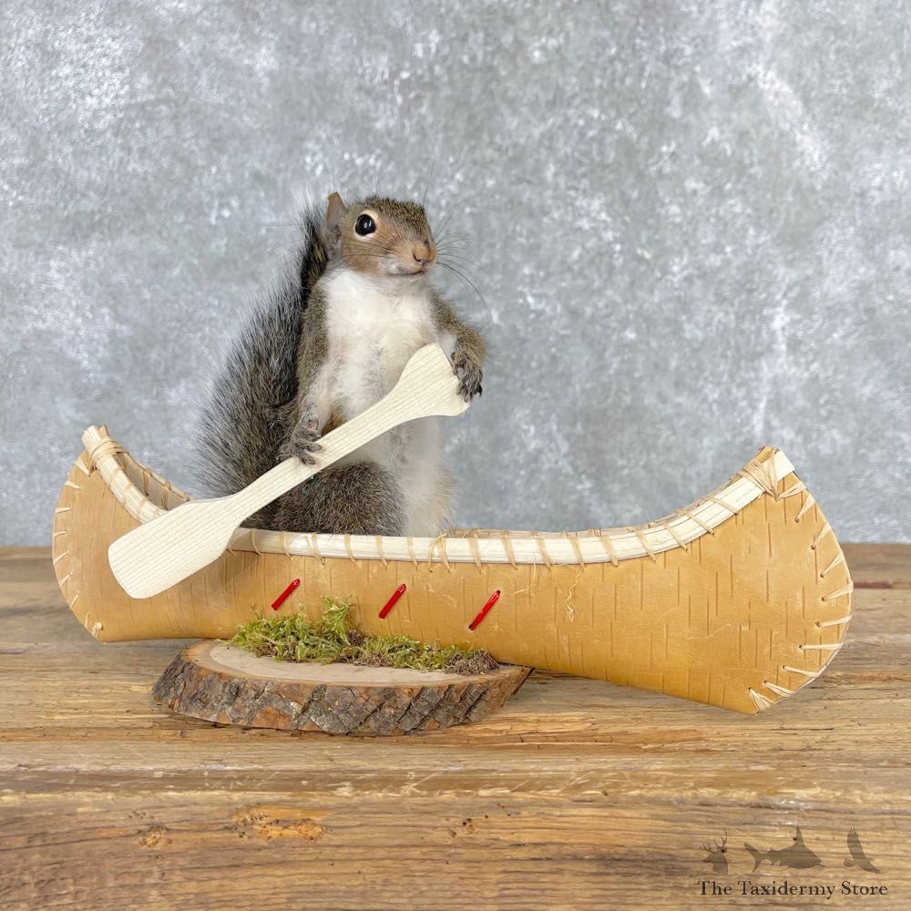 Canoe Grey Squirrel Novelty Mount For Sale #24030 @ The Taxidermy Store