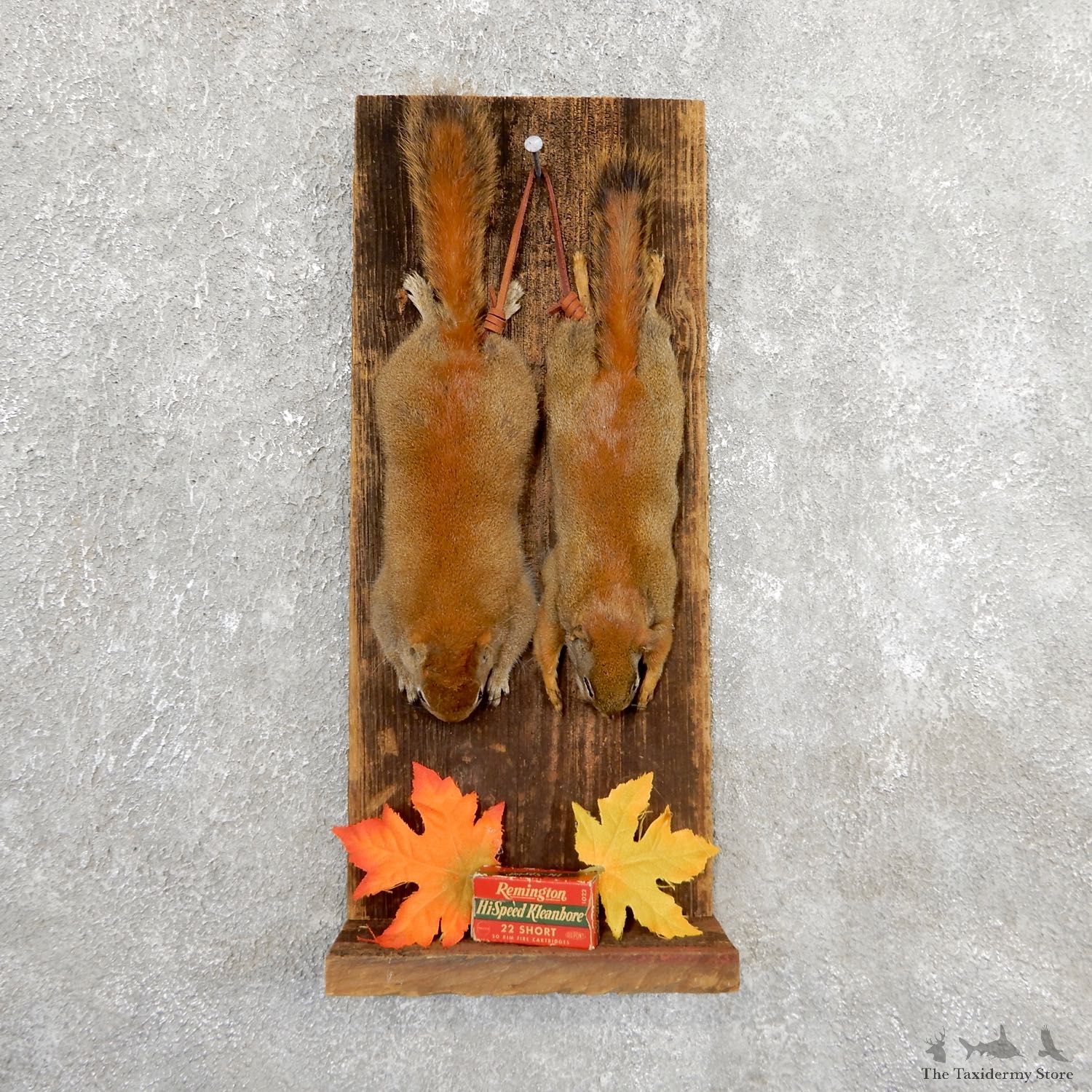 Captain's Classic Red Squirrel Display Taxidermy Mount #19734 For Sale @ The Taxidermy Store