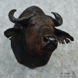 African Savannah Buffalo Taxidermy Mount M1 #12805 For Sale @ The Taxidermy Store