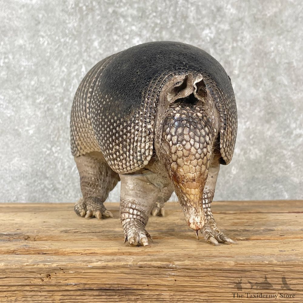 Armadillo Life-Size Mount For Sale #26017 @ The Taxidermy Store